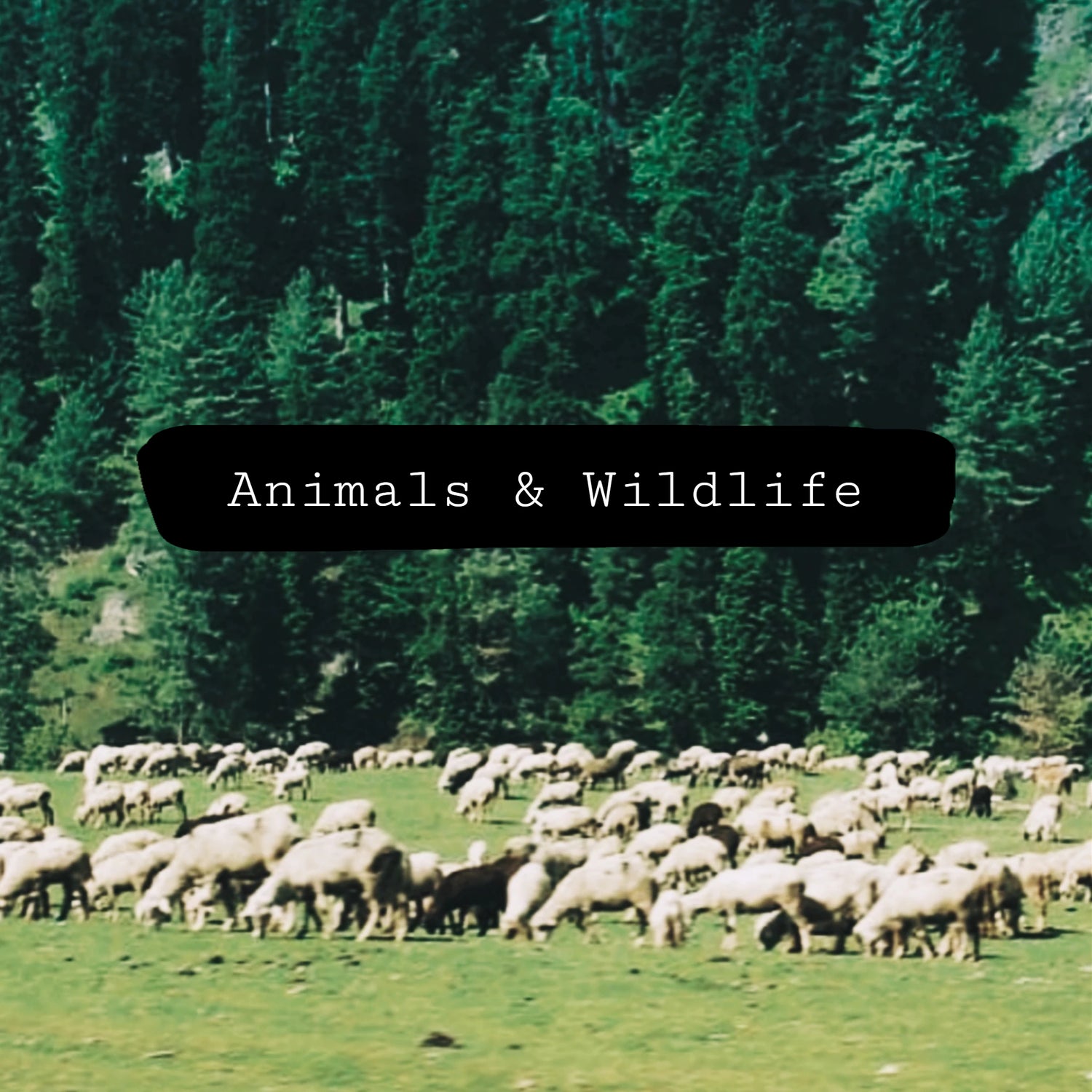 Animals And Wildlife